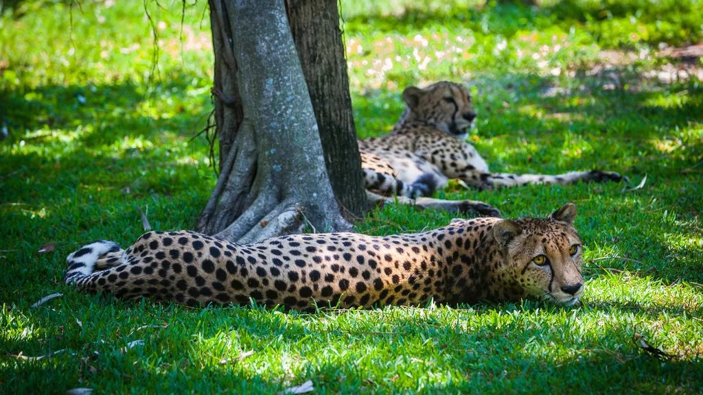 Naples Zoo Family Day